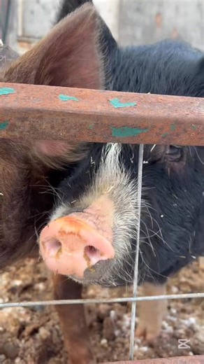 From our happy cows to our cozy cheesehouse, everything we make starts right here at home. Foxhill Cheesehouse is open year-round with the freshest farmstead cheese and the prettiest backyard around 🌿🐄🧀 | Fox Hill Cheese House