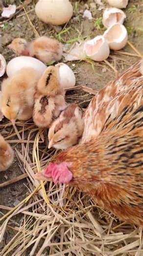Hen Harvesting First Time Egg Hatching Proud Mother Hen with Beautiful Colored Chicks 🐣🐣🐥