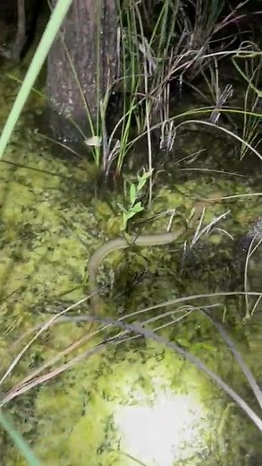 swamp walk eel everglades #florida #everglades #nature #wildlife #fishing #eel #swamp #hiking