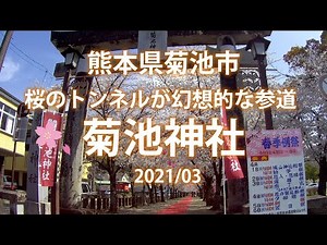 The approach to Kikuchi Shrine is like a cherry flower tunnel