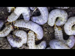 Exploring the World of June Bugs .