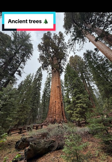 There are So many things to explore in Sequoia, but the sequoia trees are what make it unforgettable 🌲. #sequoianationalpark #naturetok #exploremore #californianature #ancienttrees