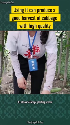 Planting With Dad on Instagram: "Cabbage planting tips to help farmers increase yield and income—simple and practical agricultural knowledge! 🥬🌱 #CabbagePlanting #AgricultureTips #VegetableGrowing #FarmingKnowledge #DailyAgriTips #GardeningTips #HomeGardening #SustainableFarming #GreenLiving #GrowVegetables"