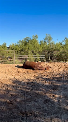 Twisted Tree Farm Training Stables on Reels | Facebook