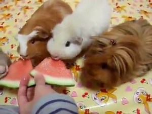 guinea piggies enjoying summer watermelon source: https://www.youtube.com/watch?v=m904SQBfCBI | animals eating fruit