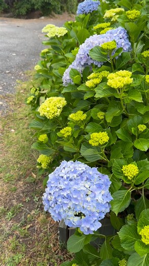 Beautiful hydrangeas flowers!💜🩵💛 | Teresa Crane