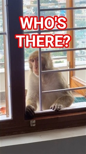 Who's at the Window? 🐒 | Curious Rhesus Macaque | Wonder Book