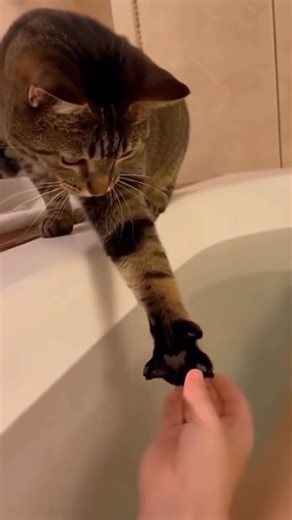 368K views · 8K reactions | Probando el agua calientita con Karen  ⬛﫶✨來 . . . #CatReels #ViralCat #CuteCats #CatsOfFacebook #RescueCat #CatRescue #CatStory #AdoptDontShop #CatLife #CatLovers #PurrfectReel #FurryFriend #DailyCatDose#catlover #amordegatos #adopta | Meow Time | Facebook