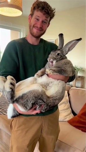 My Boyfriend Holding Our 12 kg Rabbit — I Can't Believe The SIZE 🐰😱
