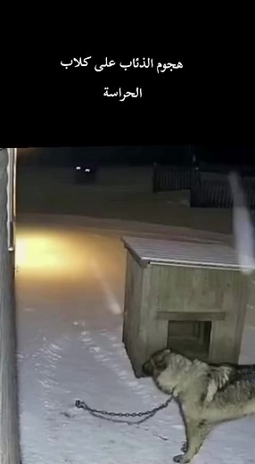 هجوم الذئاب على كلاب الحراسة