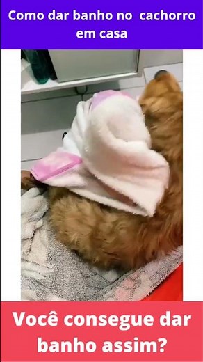 Como dar banho no cachorro em casa, você consegue dar banho assim?