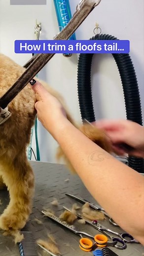 Cockapoo Tail Trim: A Step-by-Step Guide