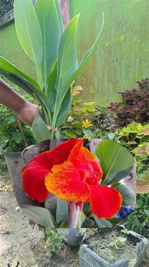 Gardening video | Canna lily plant🌷| planting trees | #gardeningvideos #youtubeshorts #viral