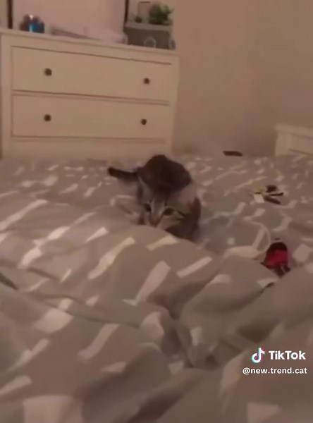 Grumpy Kitten: Cute Cat Moments You Can't Miss