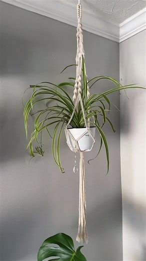 Spider Plant Watering Tips: When to Water Your Plant