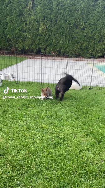 Just a happy momma bc look how beautiful kids she has 🥹 #jumping #litter #momma #bunny #rabbitsoftiktok