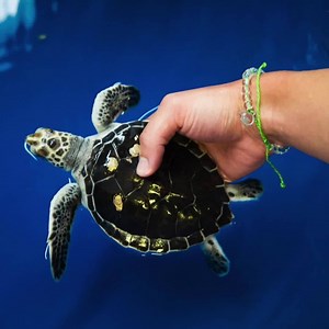Conservation is an ongoing battle that requires ongoing support. To maximize conservation efforts and continue protecting sea turtles, we’ve decided to continue selling our green Limited Edition Sea Turtle Bracelet for a limited time. | 4ocean