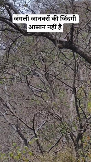 जंगली जानवरों की बारिश में सर्वाइवल | Jim Corbett #shorts #wildlife