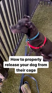 226 reactions · 12 comments | How to properly release your dog from their cage#dogtraining #dogsofinstagram #dogtrainingismypassion #puppiesofinstagram y | Lucky Dog Training Club | Facebook