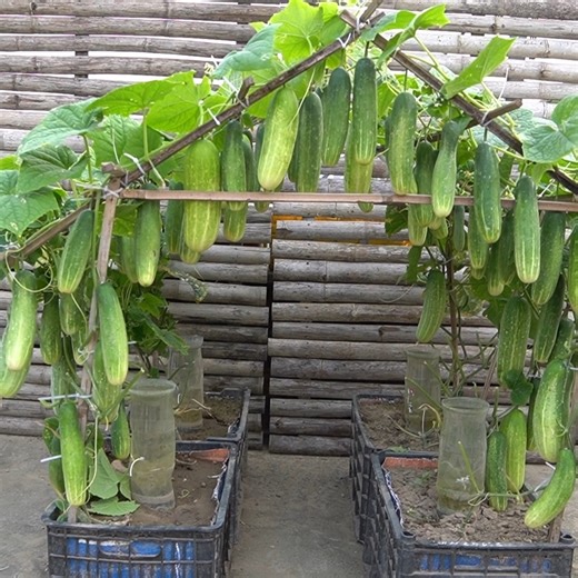 How to Grow Cucumbers at Home with Containers for Maximum Harvest | H&H Balcony & Garden