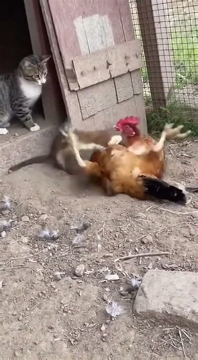 #animals #weasel #fight #satisfying #shorts #trending #funny