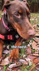 Leadership UNLOCKS the Doberman's Potential! #doberman #dobermantraining #dobermanpinscher #dobermanplanet | Doberman Planet