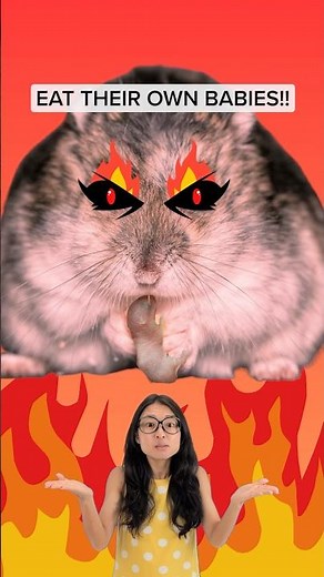 Why do hamsters eat their babies?