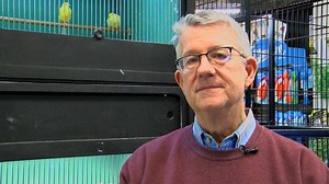 'What happened to our birds?': Pet store owner says thieves stole more than 150 birds