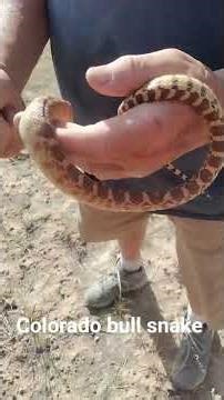 Colorado bull snake #snakes #herping #reptiles