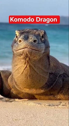 Intense Komodo Dragon Sound 🐉🔥🌊