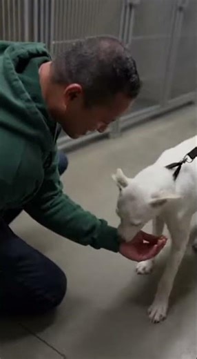 The Moment a Scared Shelter Dog Finally Trust #dog #dogvideo #dogshorts #doggie #doglove #doggielife