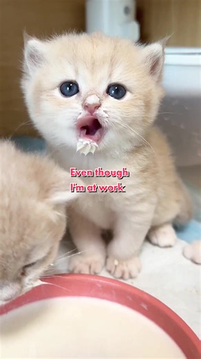 The last one is really cute！ Could I crush it😋😋#ios #cats #catsoftiktok #petsoftiktok #fyp #foryou #tips