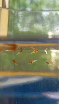 Platy Fish Gave Birth! Full Breeding Process" #shorts #fishbreeding #breeding