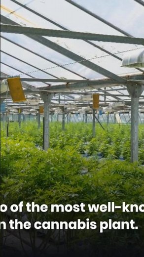 CBD and THC: How They Work in the Body and Mind