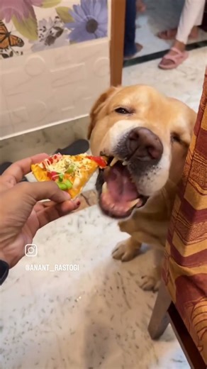 Miss you Leo 🦁 annat Rastogi 👀❤️😭😭😭😭😭 #funny #dharatisolanki #shortsfeed