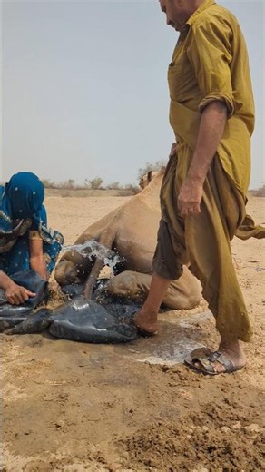 🐪💙 لقطة مؤثرة... الزوجان يعتنيان بجملهما بالماء في الصحراء