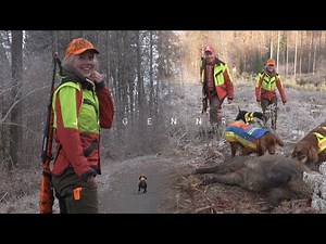 Trailer – Drückjagd mit der Lohmann-Meute – Zwischen Irish Settern und Dackeln – die ersten Minuten