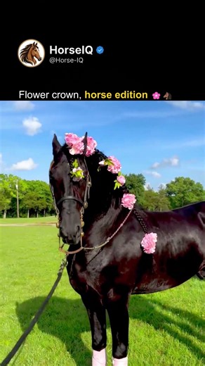 Flower Crown, Horse Edition #horse #horselife #shorts