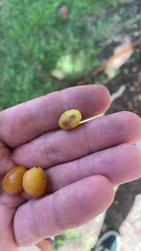 The most delicious edible palm fruit