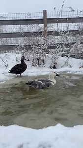 Ducks don’t get cold feet. Perhaps that’s why they’re among the most dependable friends. They love routines. They are loyal to place and flock. They show up for each other. They’re emotionally steady. Ducks are fabulous. #ducks #friendsnotfood #indraloka | Indraloka Animal Sanctuary