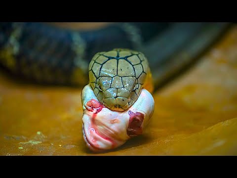 When King Cobras Attack