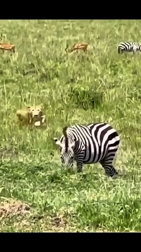 1.6K views | Lion vs Zebra. #LionsAndZebras #WildlifePhotography #NatureLovers #SafariAdventures #WildlifeConservation #AfricanWildlife #SavannaLife #BigCatsOfAfrica #WildlifeItIs #AnimalKingdom #NatureInFocus #PredatorAndPrey #WildlifeDaily #ZebraStripes #LionKing | Wildlifetobe | Facebook