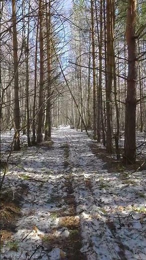Tranquility of Nature in 1 minute - A Spring Walk in the Forest - #short 10