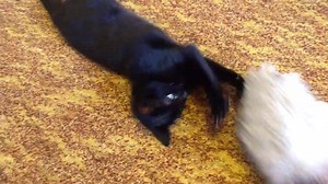 I got a new toy! | Bruce the cat