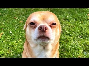 Someone Adopted the ‘Worst Dog in America’