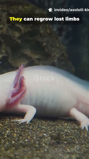 The Smiling Axolotl! 🌸 The Cutest Water Monster Ever!”