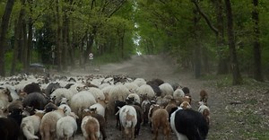 Video by Matthias Groeneveld on Pexels