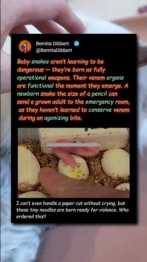 Why Baby Snakes Are BORN To Be Deadly! 🐍⚠️ #Nature #science #Wildlife