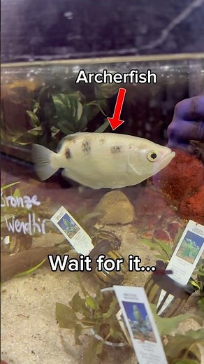 Did You Know Archerfish Can Do This?