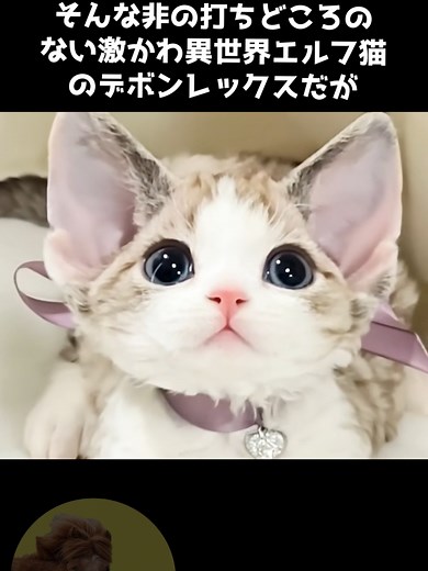 デボンレックスの魅力と可愛さ